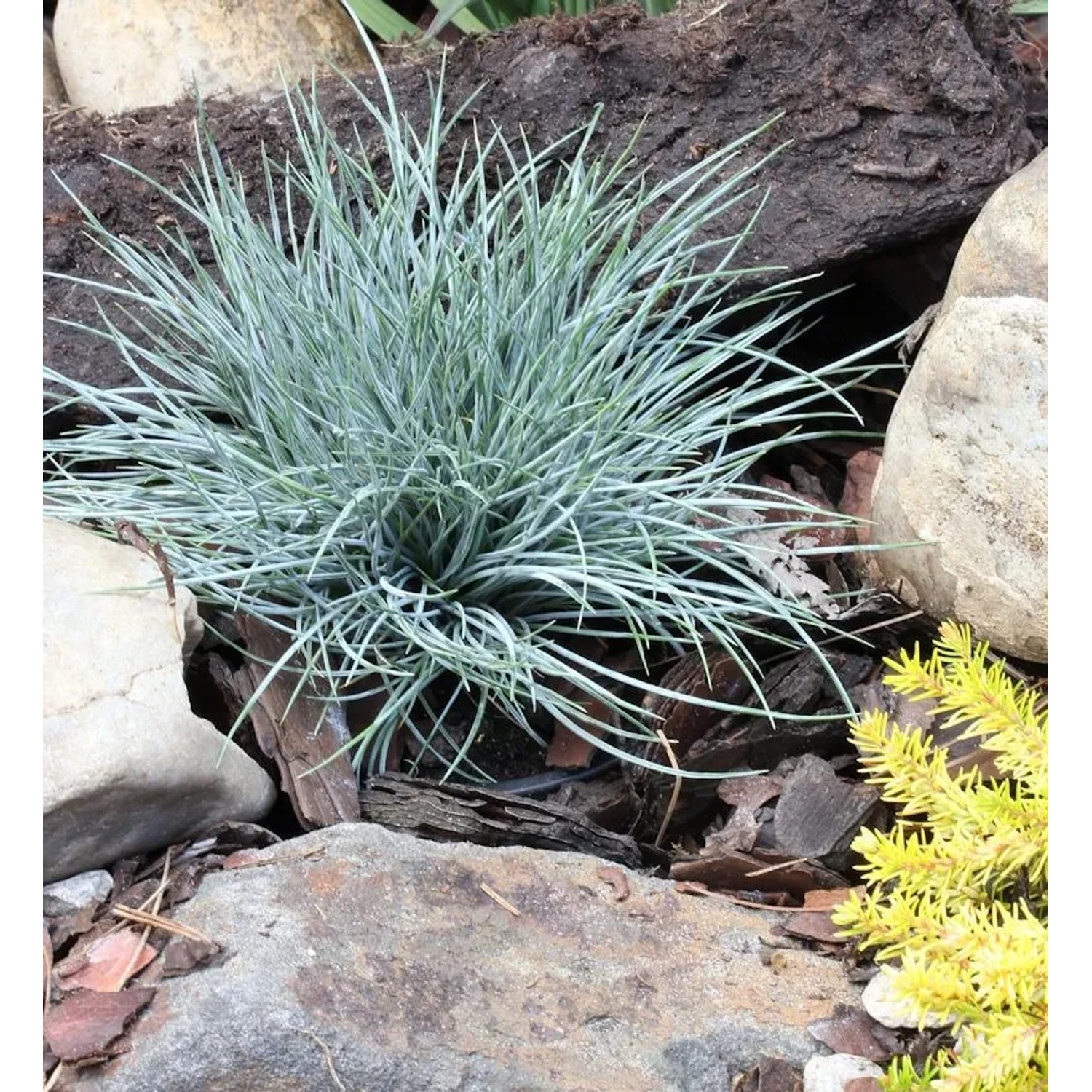Schafschwingel Blaufuchs - Festuca ovina