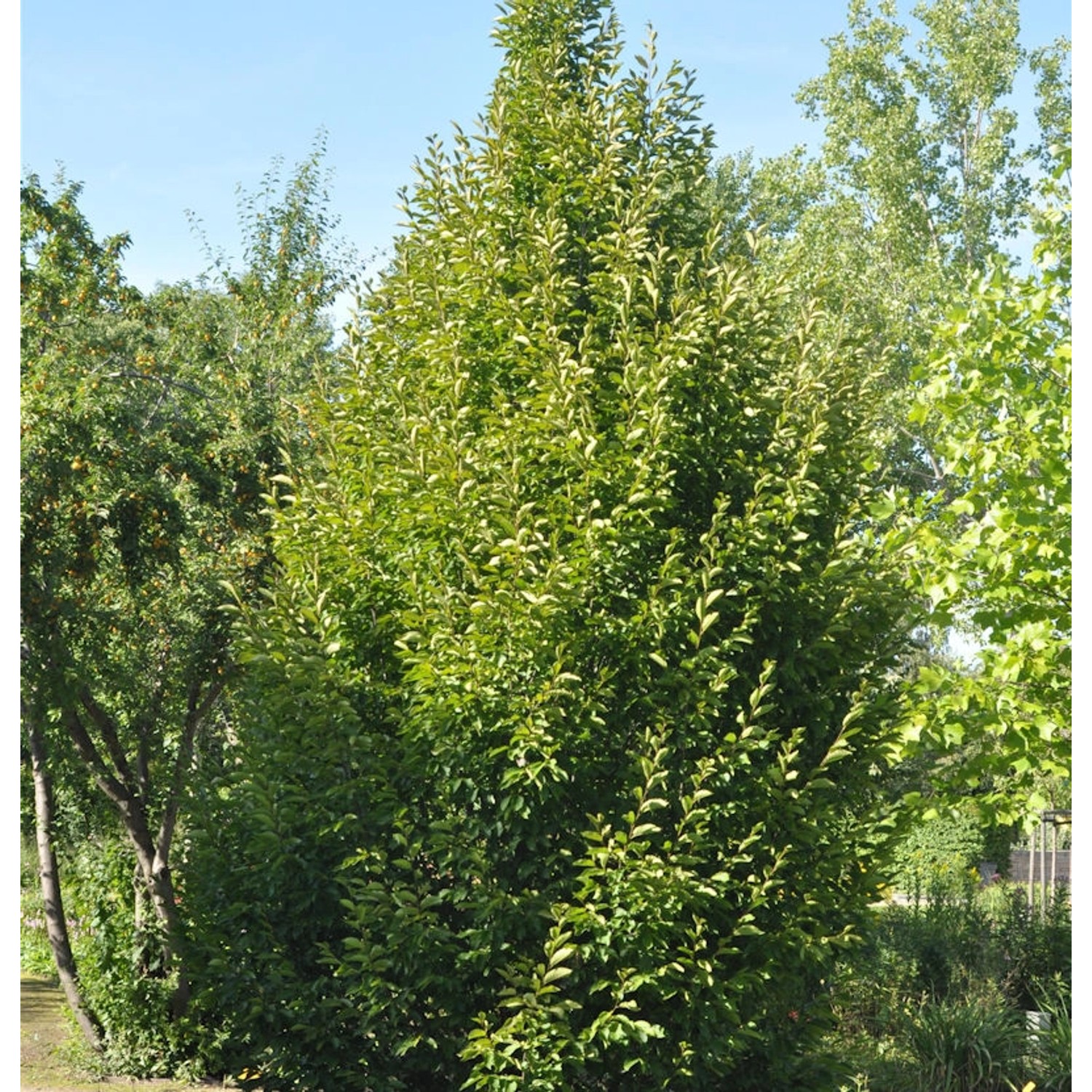 Säulen Hainbuche 100-125cm - Carpinus betulus Fastigiata günstig online kaufen