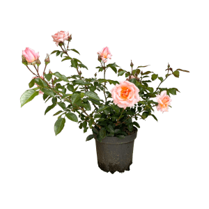 Baumfink Kletterrose Compassion im Topf mit rosa Blüten und grünen Blättern.