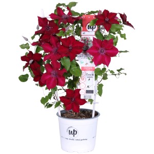 Waldrebe Nubia im Topf mit dunkelroten Blüten, ca. 65 cm hoch.