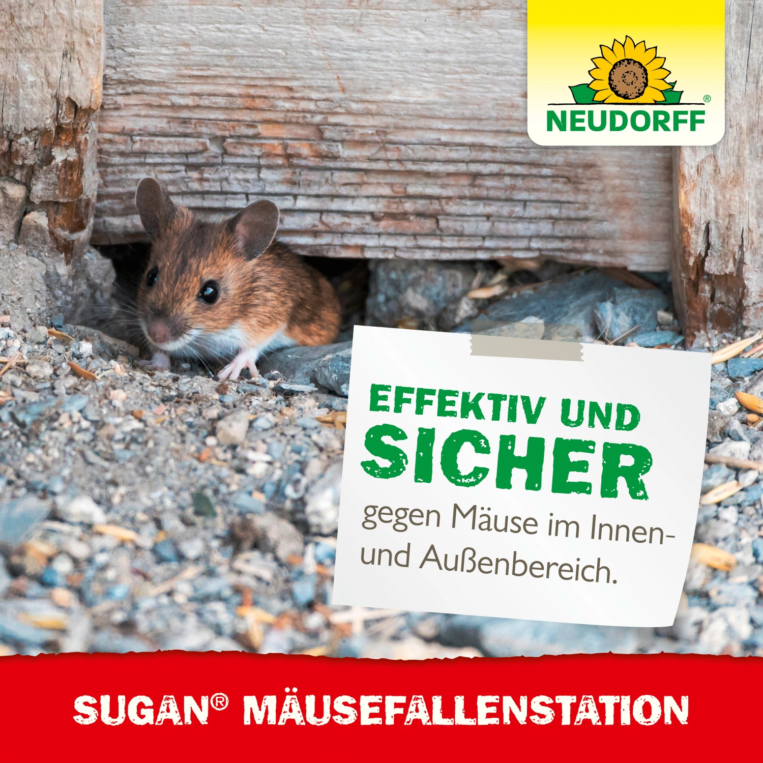 Maus vor Neudorff Sugan Mäusefallen-Station. Effektive und sichere Mäusebekämpfung.