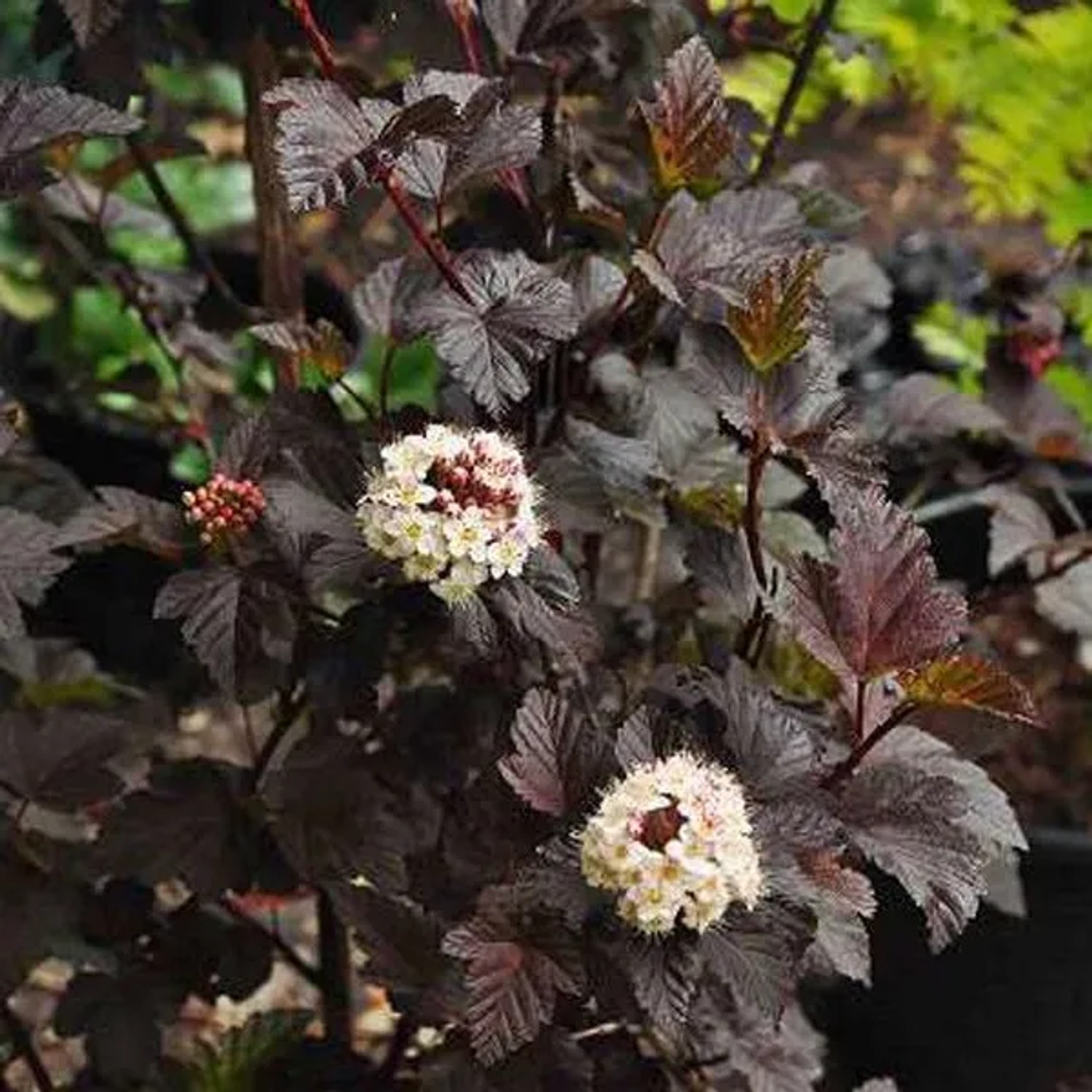 Blasenspiere 'Diabolo' Physocarpus opulifolius 30 bis 40 cm im Container Dunkelrotes Laub