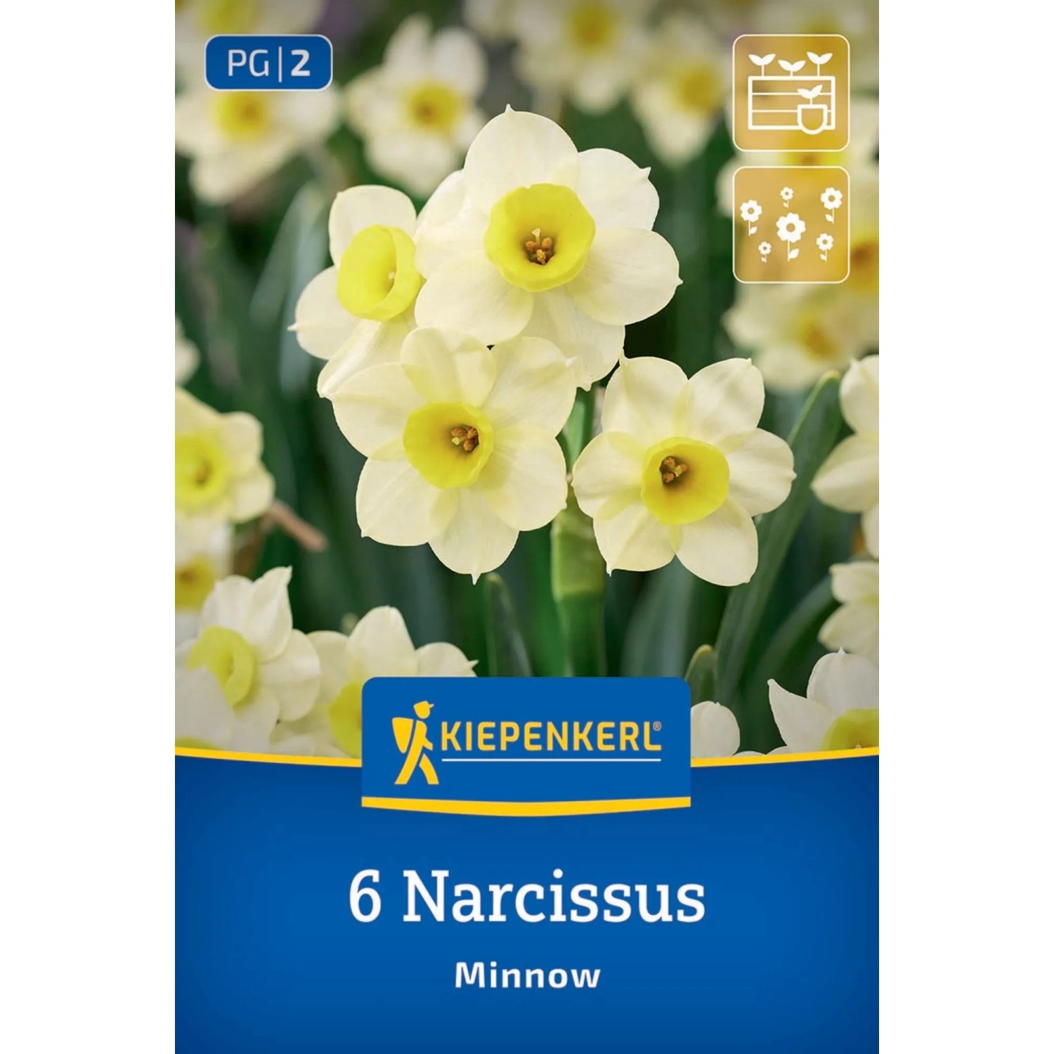 Kiepenkerl Blumenzwiebel Tazetten-Narzisse Minnow 6 Stück
