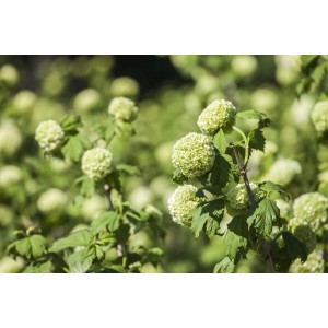 Schneeball Viburnum Opulus Roseum mit weißen Blütenbällen im Garten.