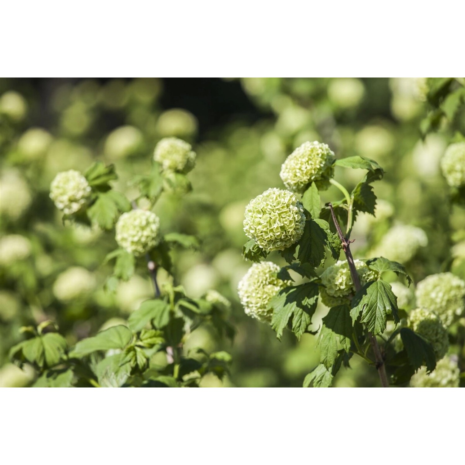 Schneeball Viburnum Opulus Roseum mit weißen Blütenbällen im Garten.