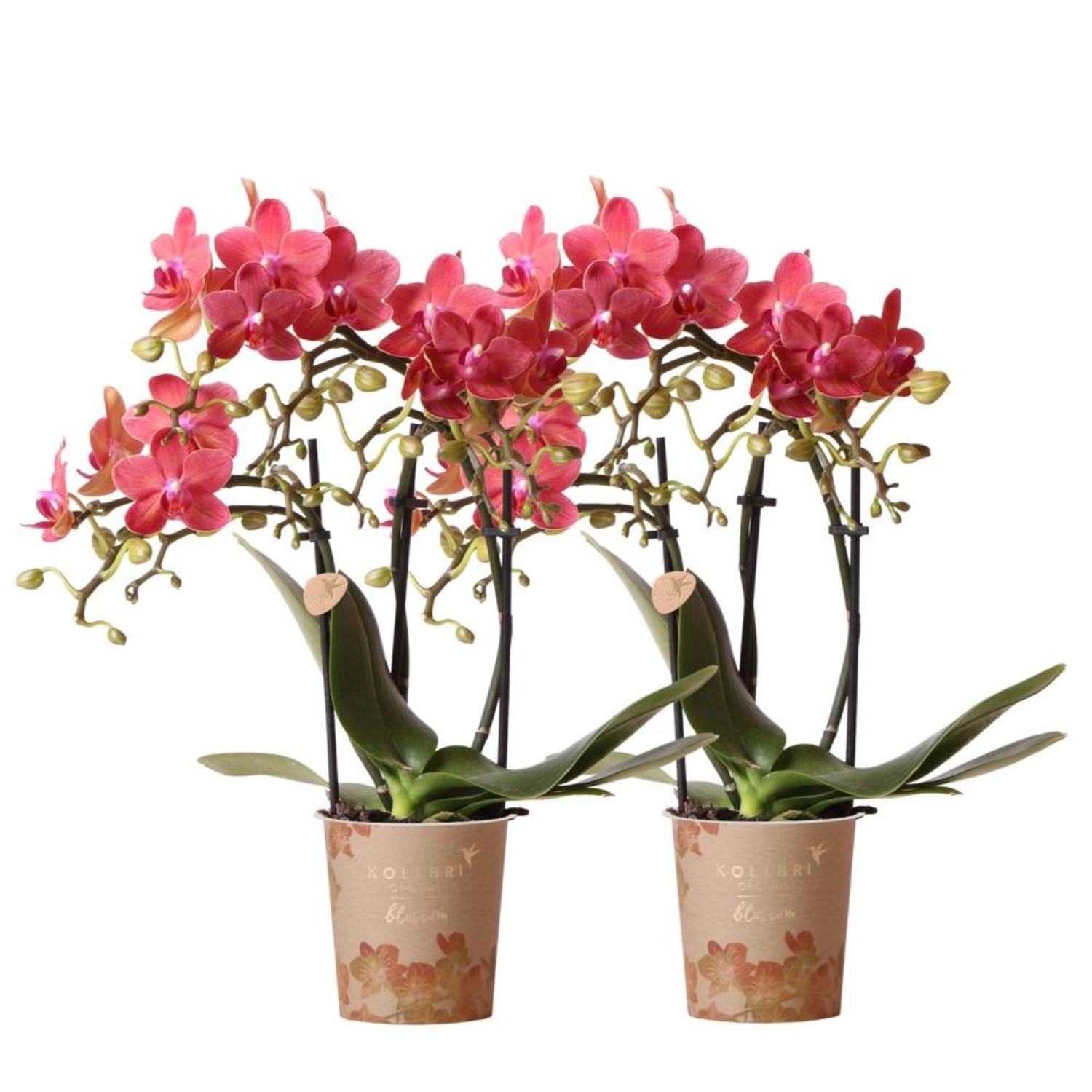 Kolibri Combi Deal von 2 Roten Phalaenopsis Orchideen Kongo Topfgröße 9cm Frisch Vom Züchter