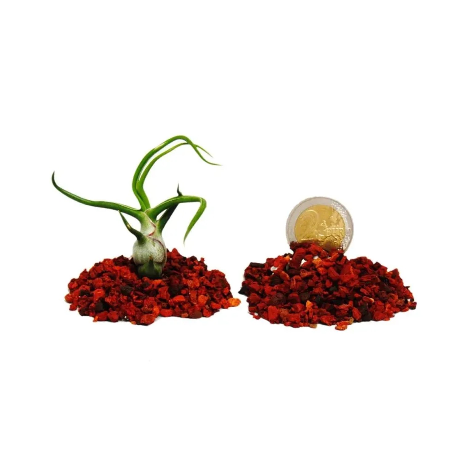 Exotenherz 5 Verschiedene Mini-Tillandsien Extra Klein_2