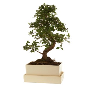 Zimmerbonsai mit Wasserspeicher und Untertasse im weißen Topf, ca. 30-40 cm hoch.