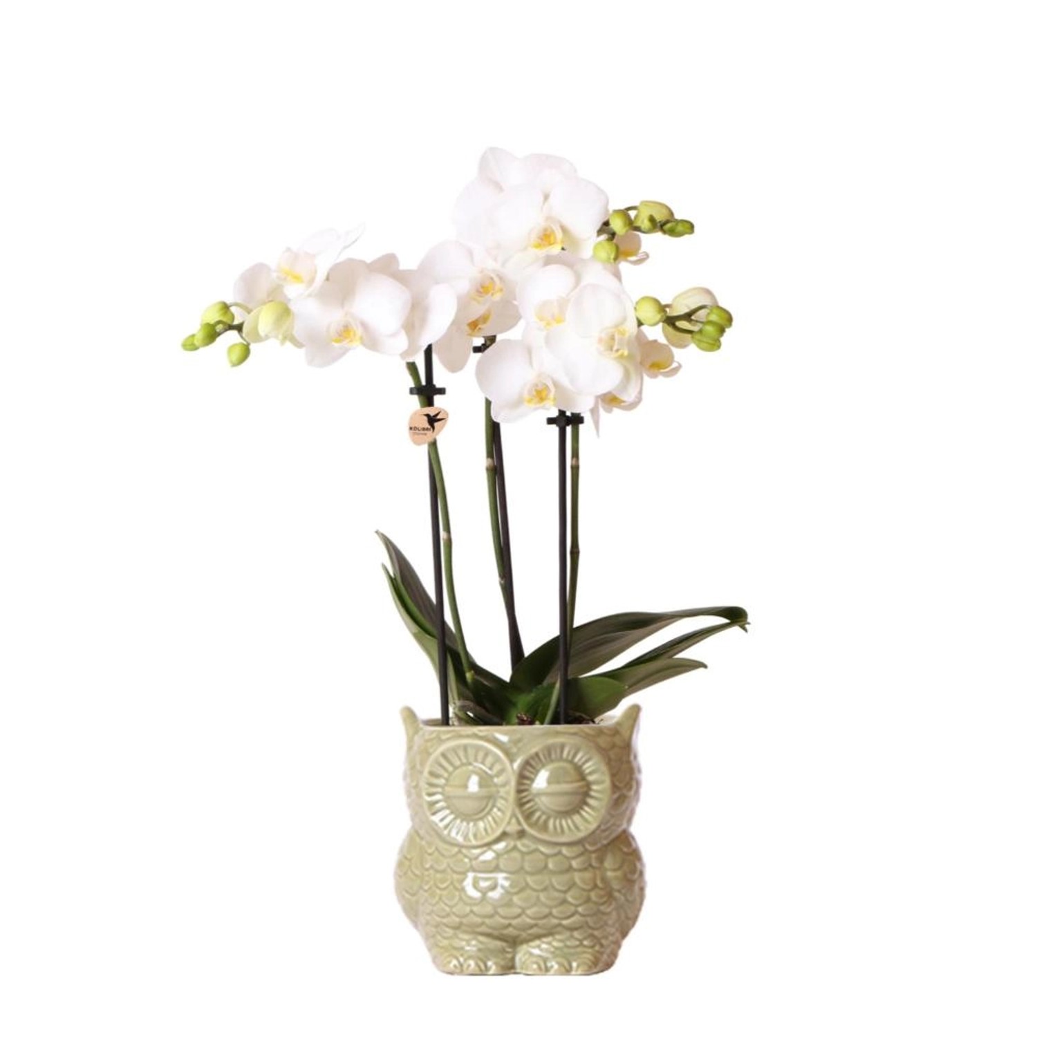 Kolibri Orchideen Weiße Phalaenopsis Orchidee Amabilis & Eule Ziertopf Grün Topfgröße 9cm 40cm Hoch