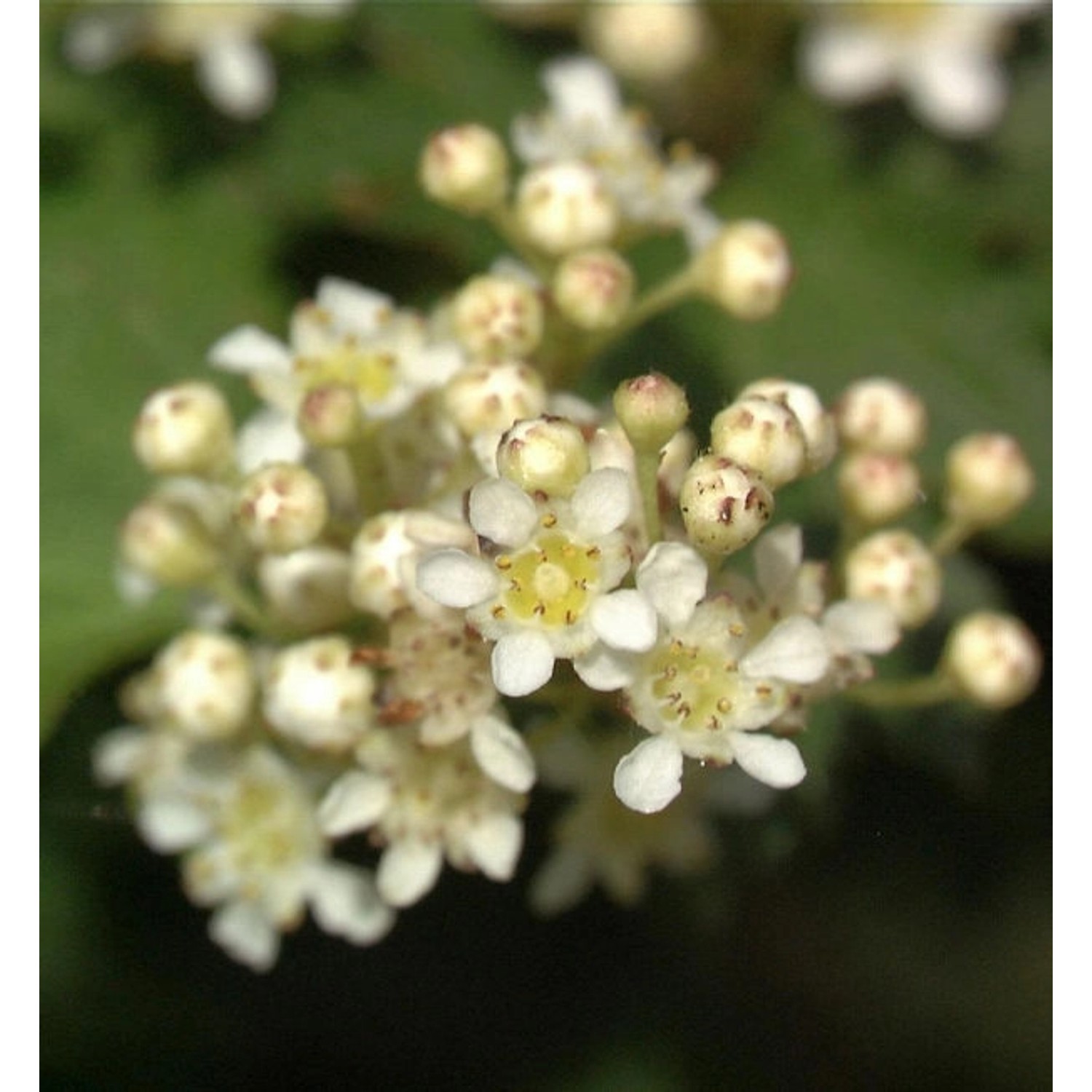Kranzspiere 20-30cm - Stephanandra incisa