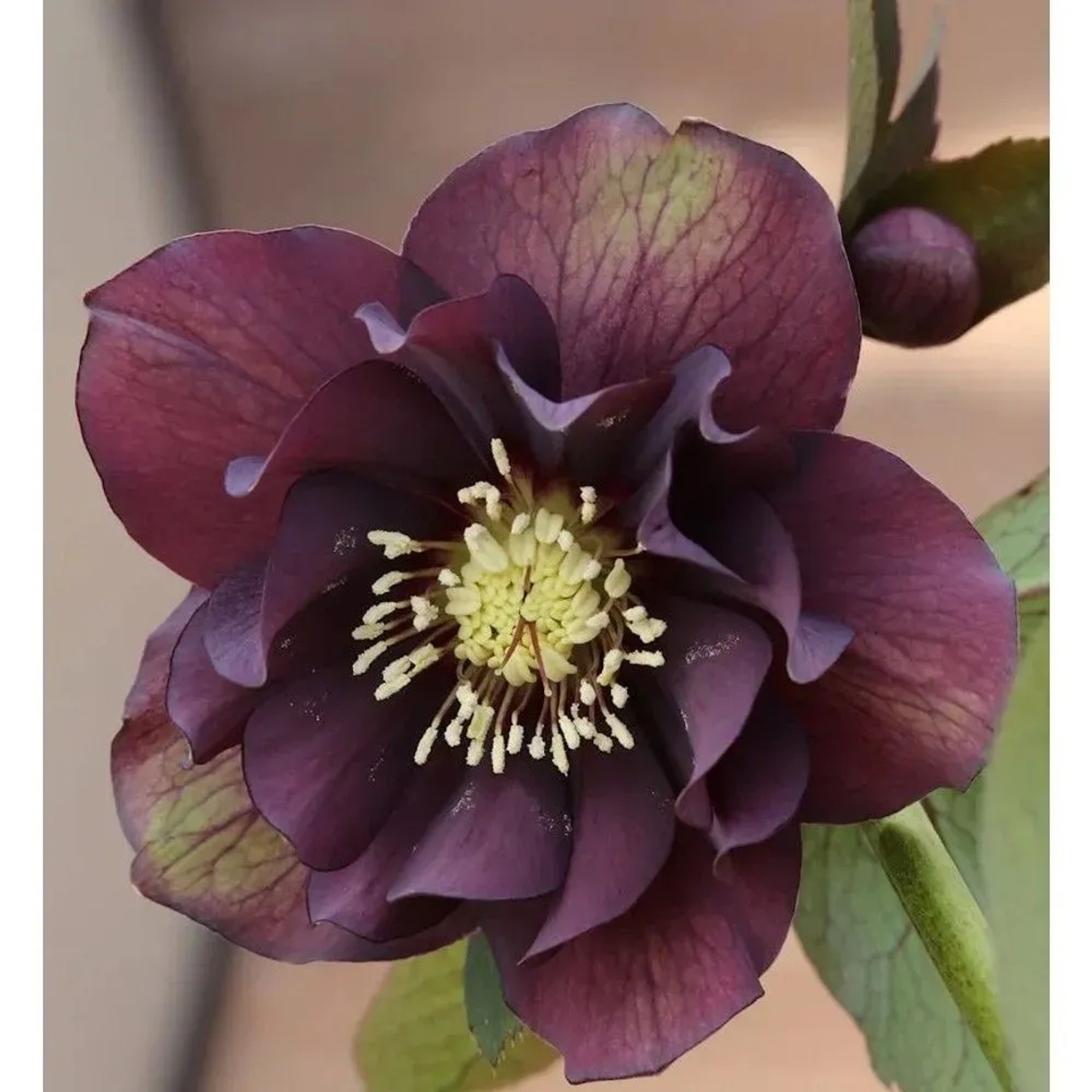 Nahaufnahme der Christrose 'Double Ellen Purple', eine purpurfarbene Staude.