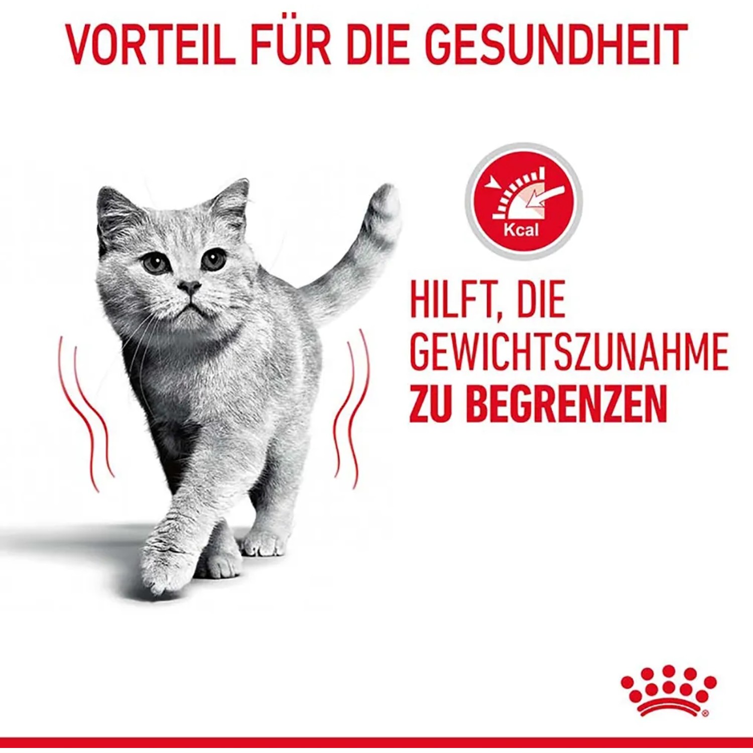 Katze frisst Royal Canin Light Weight Care Feuchtfutter gegen Übergewicht.