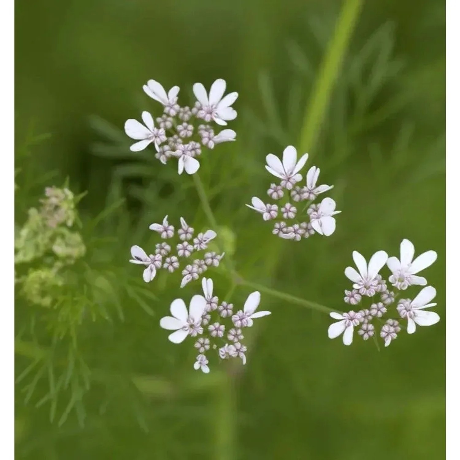 Echter Koriander - Coriandrum sativum