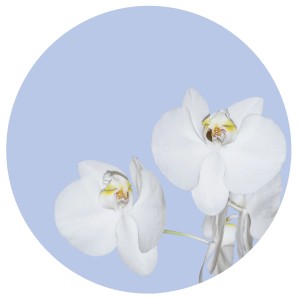 Selbstklebende, runde Tapete mit weißen Blumen auf hellblauem Grund. Wandtattoo.