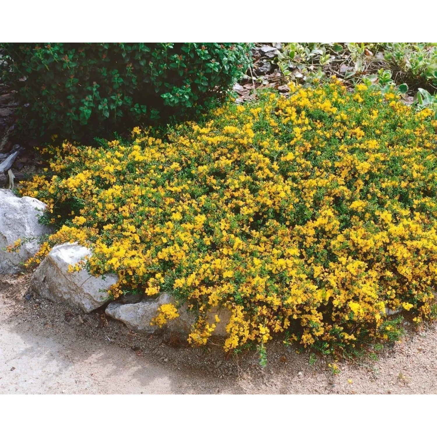 Buschiger, gelb blühender Besen-Ginster (Genista Pilosa) als Bodendecker im Garten.