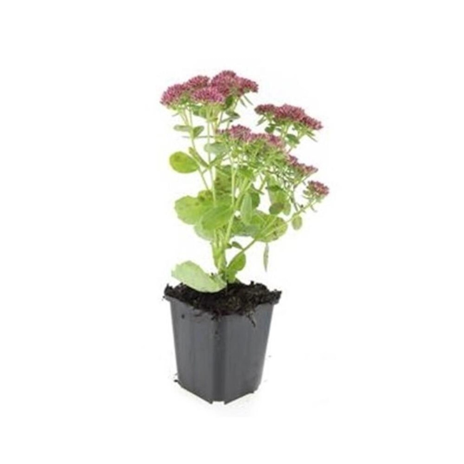 Exotenherz Fette Henne Sedum Telephium Herbstfreude Pflegeleichte Staude 9c günstig online kaufen