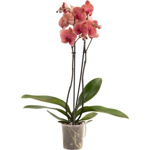 Schmetterlingsorchidee Asian Coral mit korallenroten Blüten im ca. 12 cm Topf.