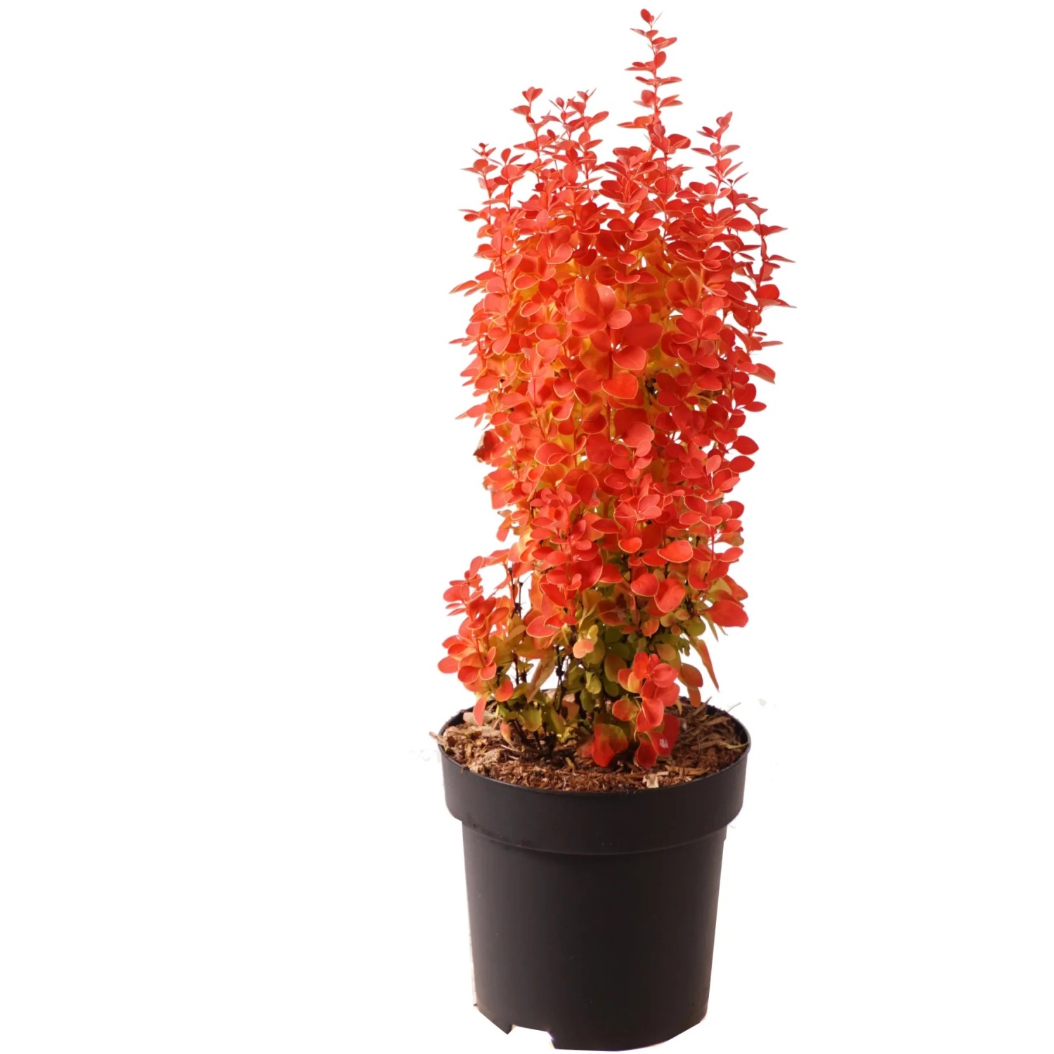 Thunberg-Berberitze "Orange Ice" Höhe ca. 20 cm Topf ca. 2,5 l Berberis