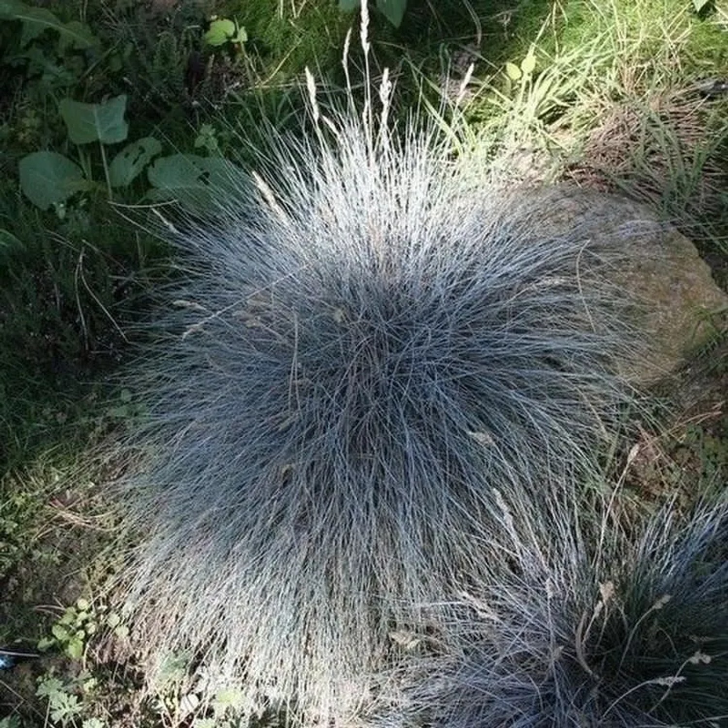 Walliser Schafschwingel Glaucantha - Festuca valesiaca