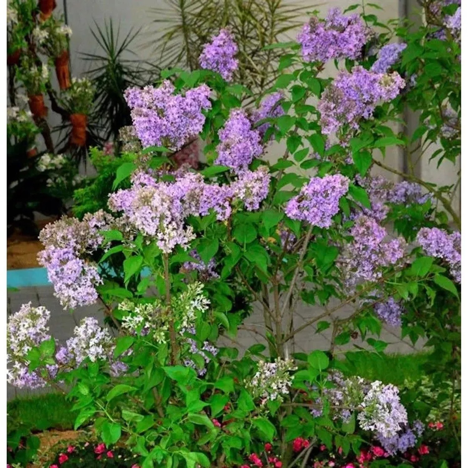 Edelflieder Lavender Lady - Kircher-Collection 40-60cm - Syringa hyacinthiflora