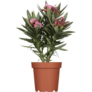OBI Oleander Busch im Topf, ca. 20 cm, mit rosa Blüten. Blühende Kübelpflanze für Balkon und Terrasse.
