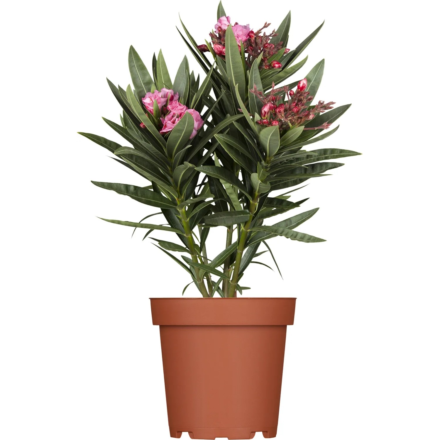 alocasia black velvet pink variegata kaufen Alocasia Black Velvet Pink Variegated 4 Full Plant  Rare Foliage Plant Co
