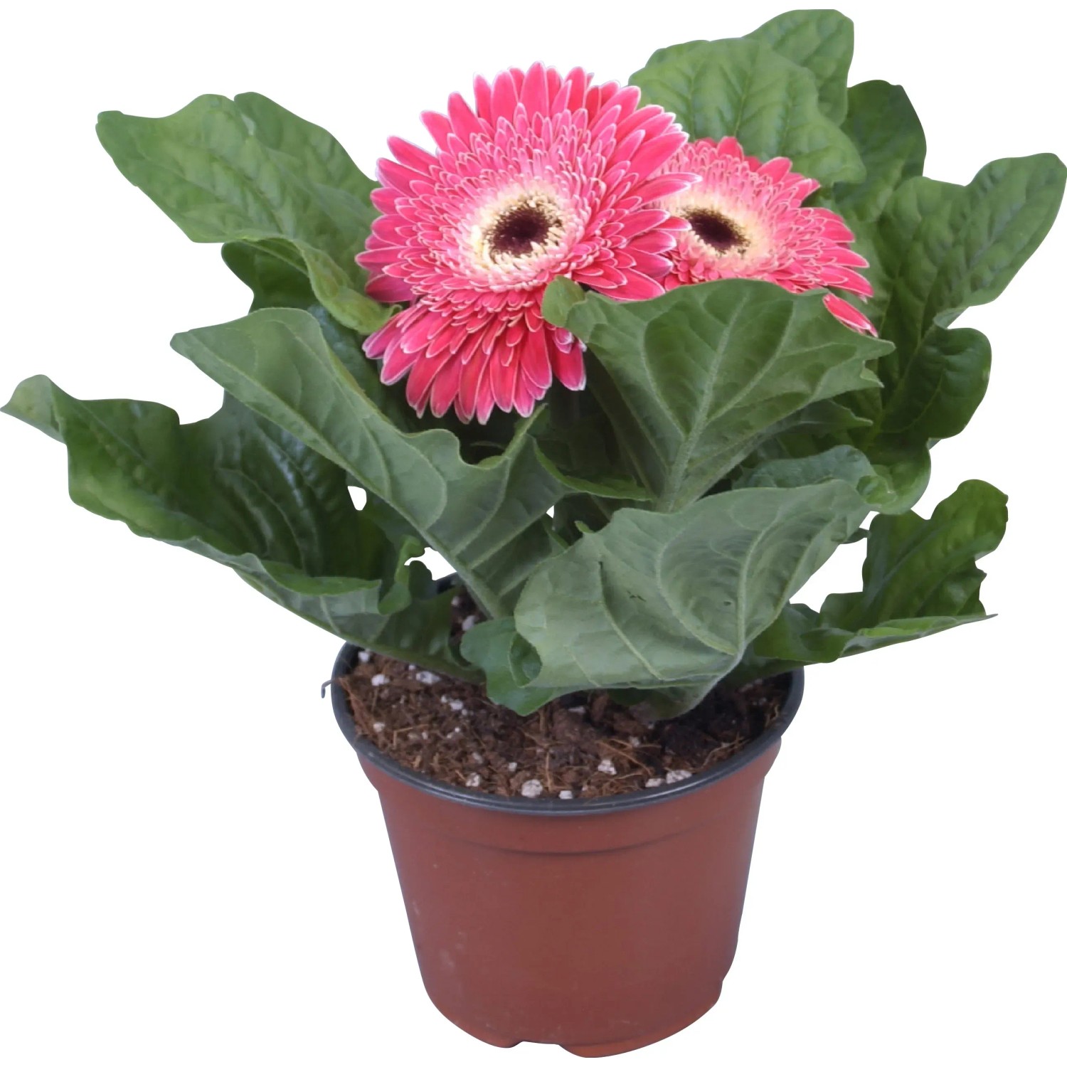 Gerbera Als Zimmerpflanze