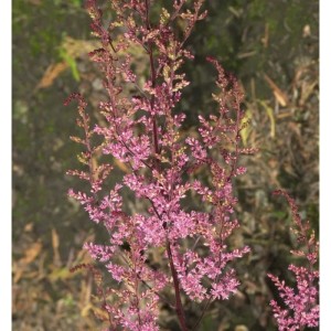 Prachtspiere Colour Flash - Astilbe cultorum