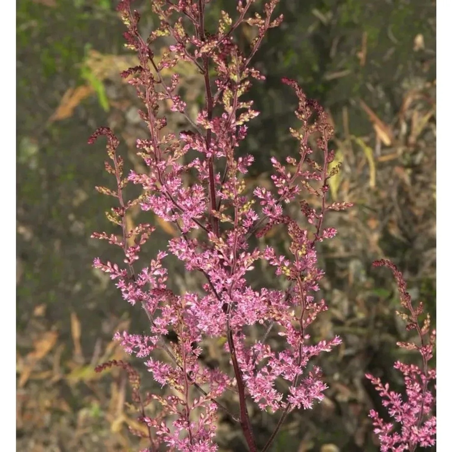 Prachtspiere Colour Flash - Astilbe cultorum
