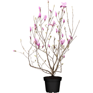 Tulpenmagnolie (Magnolia Soulangiana) im Topf, 80-100 cm hoch, mit rosa Blüten.