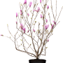 Tulpenmagnolie (Magnolia Soulangiana) im Topf, 80-100 cm hoch, mit rosa Blüten.