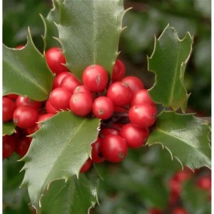 Fruchtende Stechpalme Ilex Blue Princess 40-60cm - ilex meserveae