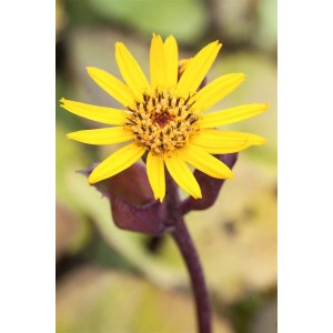 Gelbe Ligularia Dentata Zahnblatt Staude im 11x11 cm Topf.