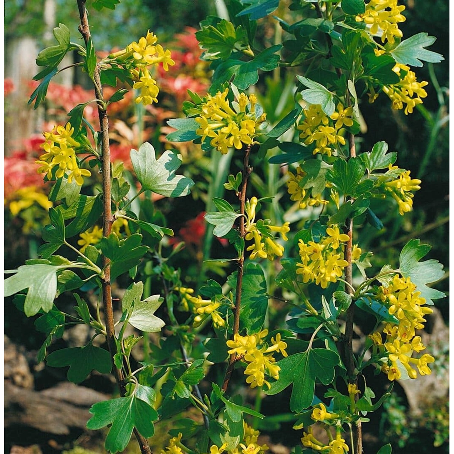 Ribes alpinum 60-100 cm günstig online kaufen