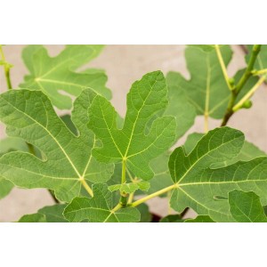 Nahaufnahme eines Ficus Carica Firoma Feigenbaums mit grünen Blättern.