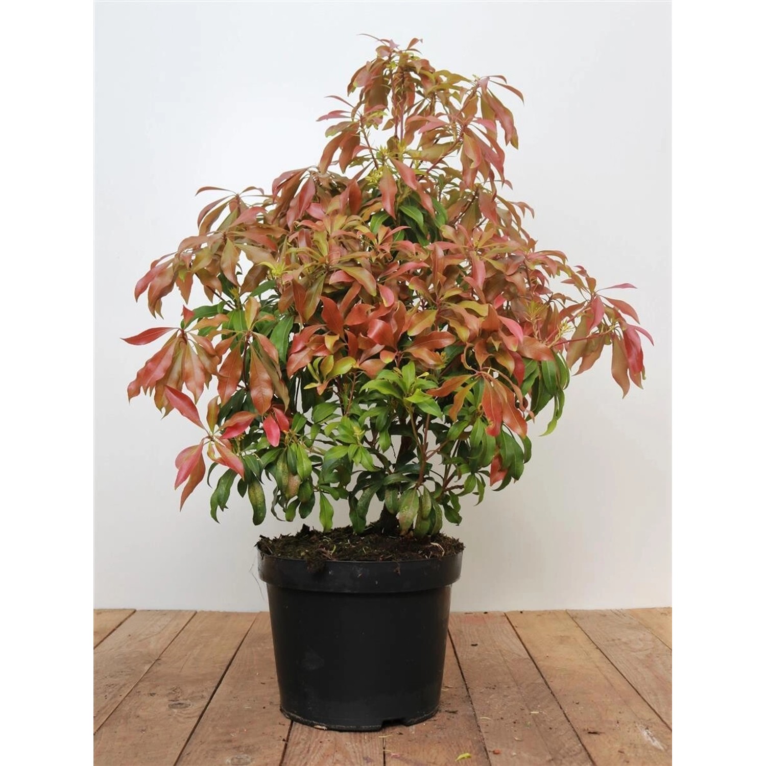 Pieris Japonica Forest Flame Japanische Lavendelheide 40–50 cm günstig online kaufen