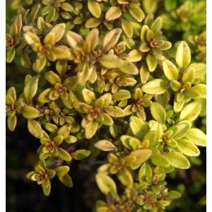Nahaufnahme des Zitronenthymian Golden Dwarf, einer gelbgrünen Staude.