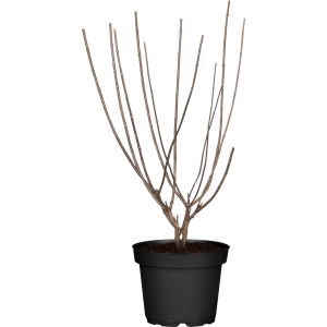 Rispenhortensie Magical Candle im Topf, ohne Blätter. Ziergehölz für Garten und Kübel.