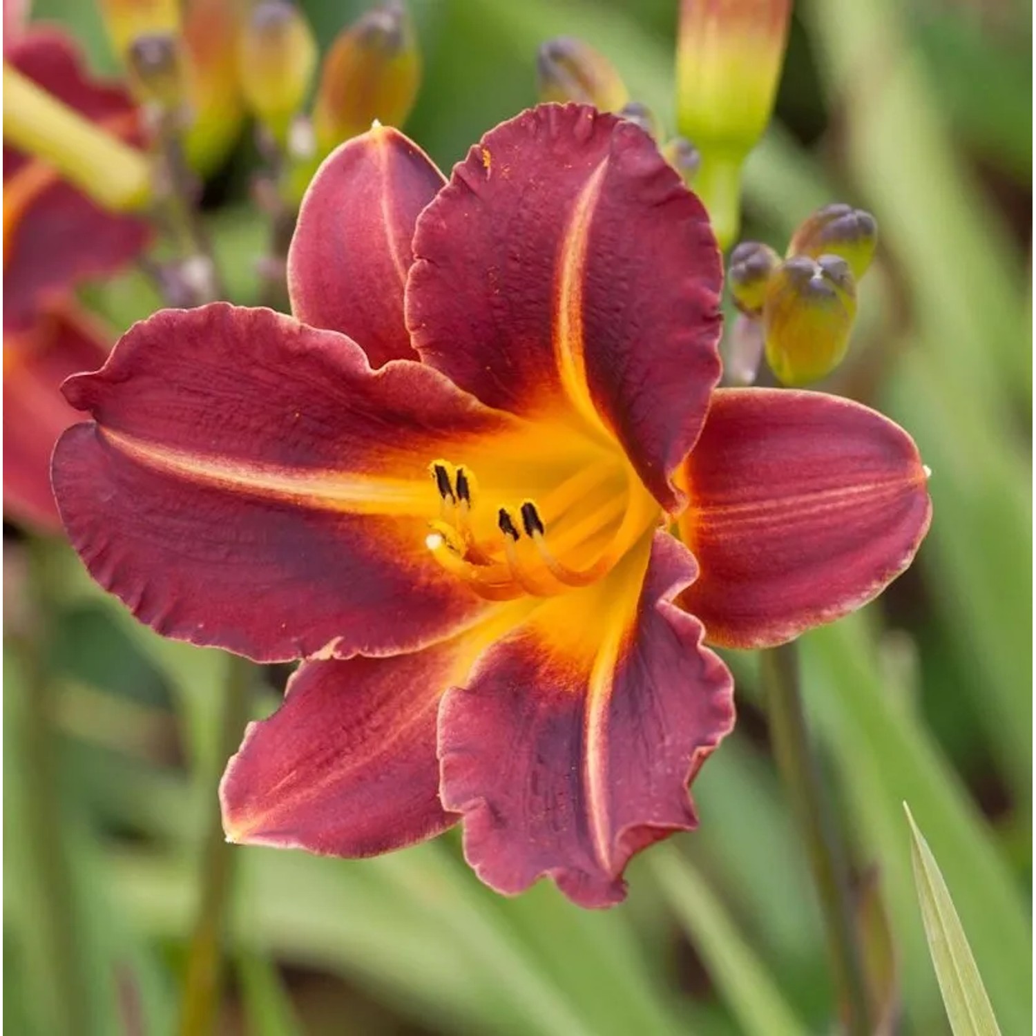 Taglilie Redwood - Hemerocallis