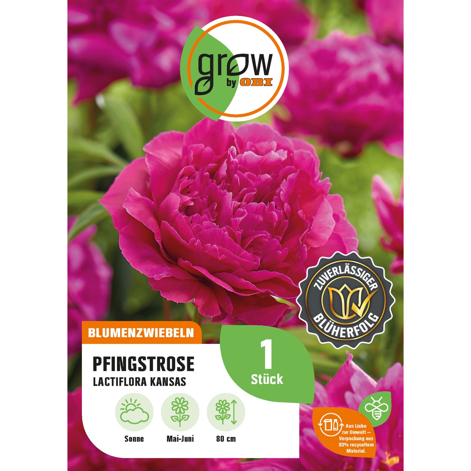 GROW by OBI Pfingstrose Lactiflora Kansas Höhe ca. 80 cm Paeonia lactiflora günstig online kaufen