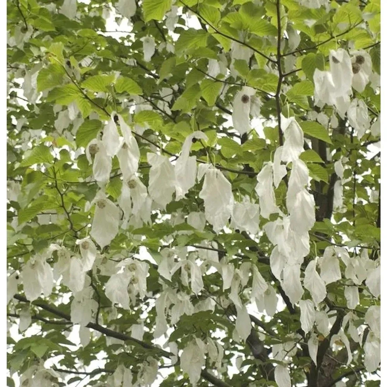Taubenbaum Taschentuchbaum 80-100cm - Davidia involucrata vilmoriniana