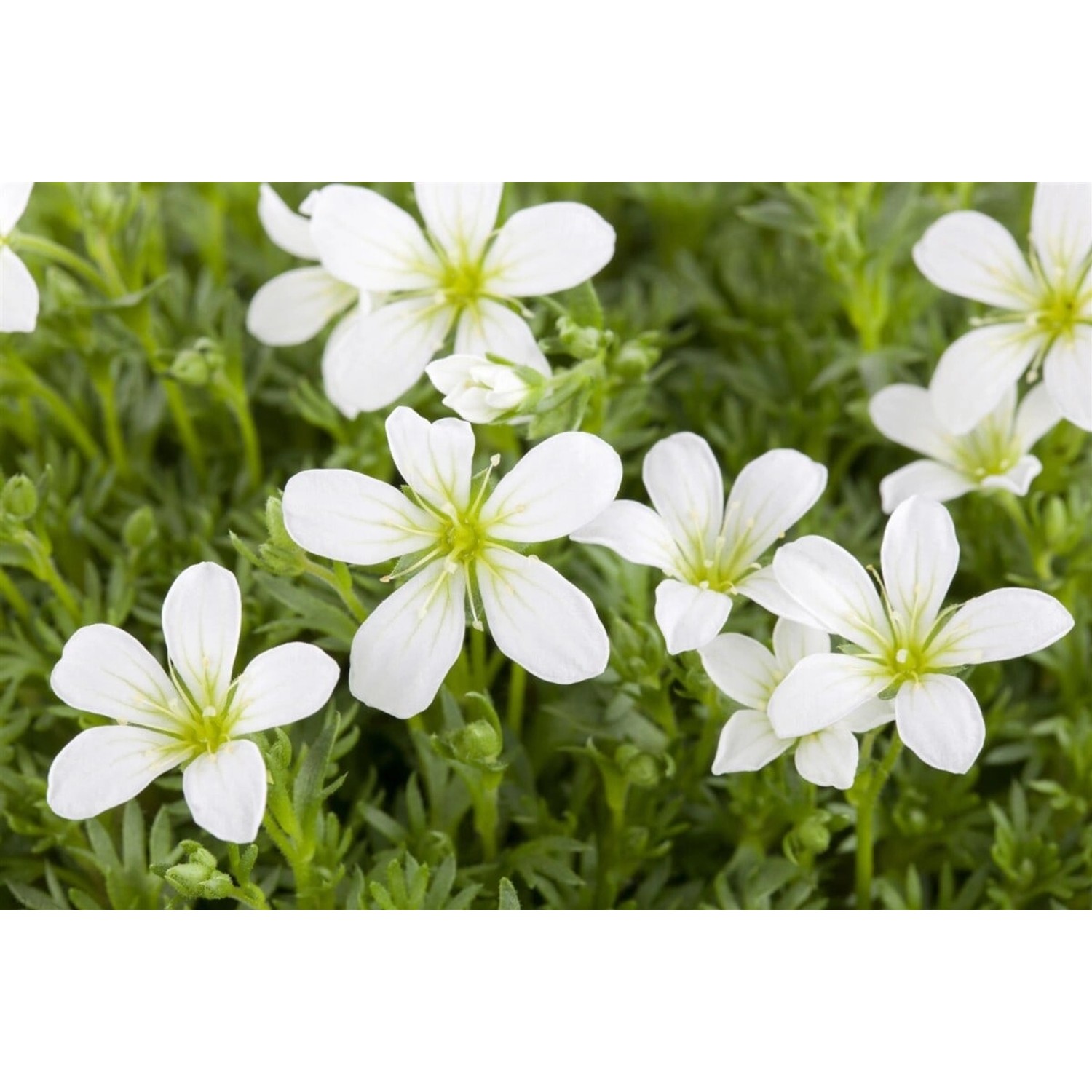 Saxifraga Cespitosa Findling Polster-Steinbrech Ca. 9x9 cm Topf günstig online kaufen