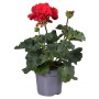 Rote Geranie Estelle im Topf, Pelargonium zonale, für Balkon & Garten.