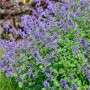 Katzenminze Cats Pajamas Blue, Nepeta faassenii, mit dichten blauen Blüten und grünen Blättern. Robuste Gartenstaude.