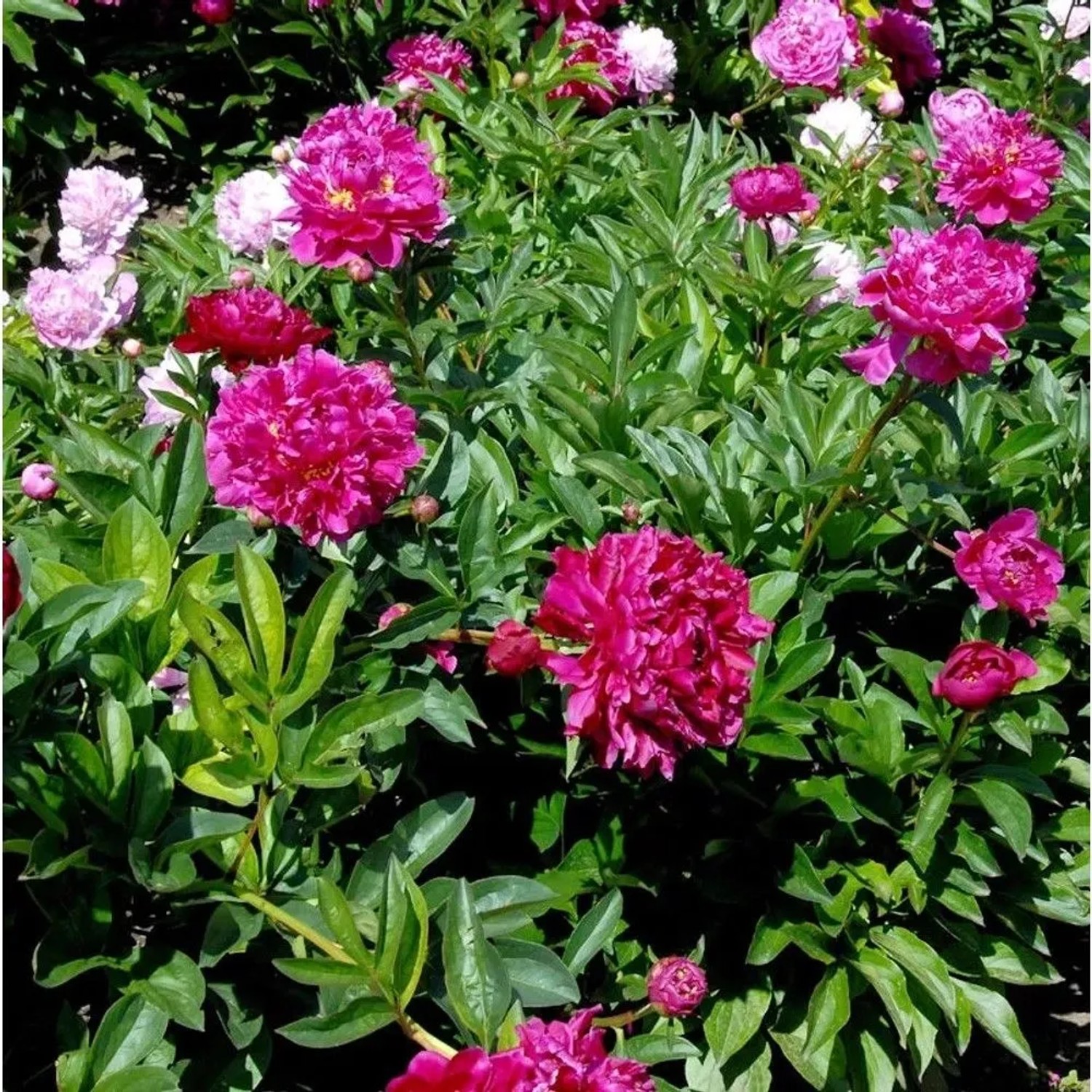 Edelpfingstrose Renato - Paeonia,actiflora