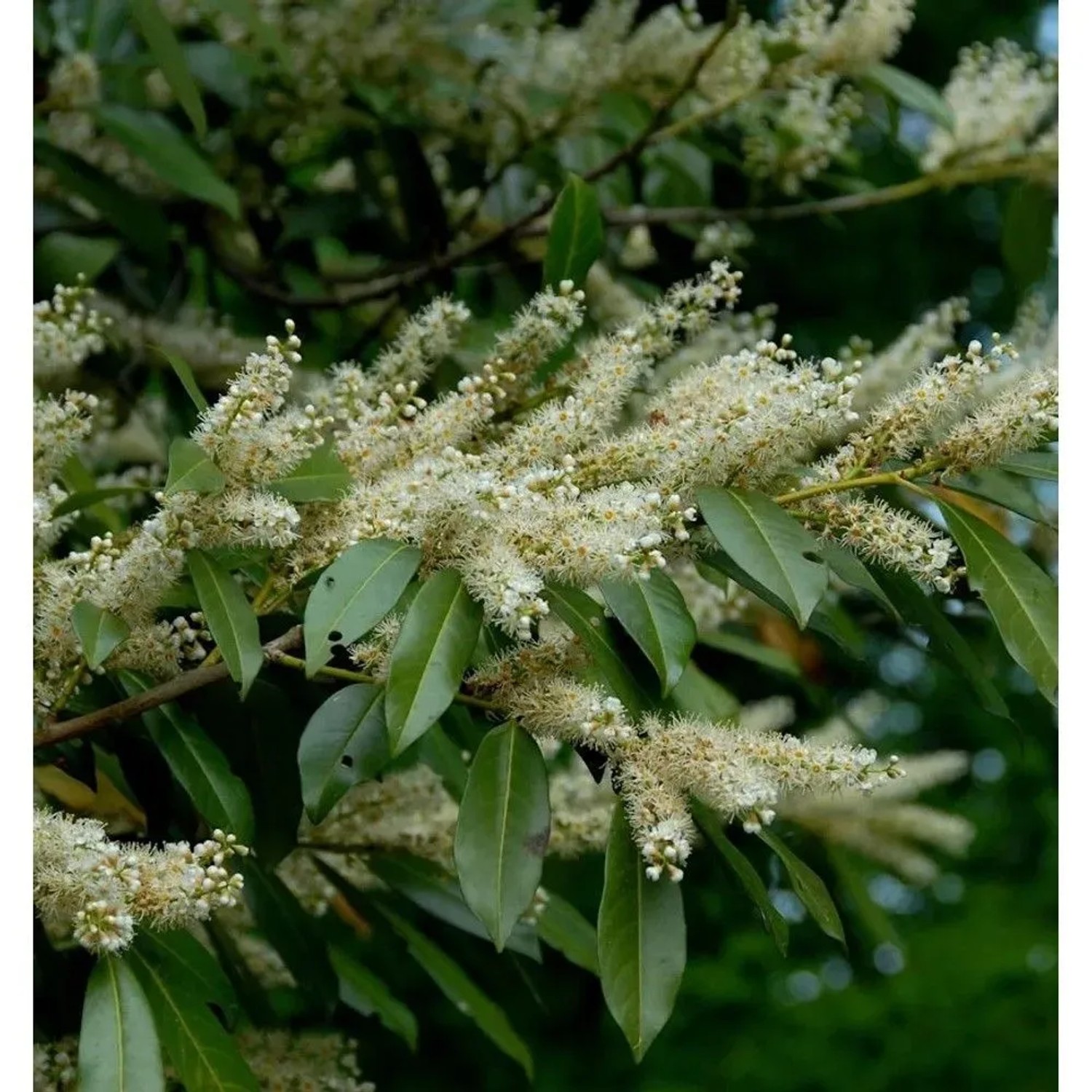 breitwachsende Lorbeerkirsche Otto Luyken 30-40cm - Prunus,aurocerasus