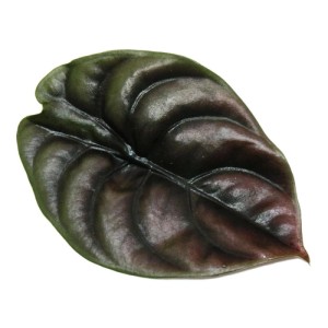 Nahaufnahme: Schillerndes, dunkelrotes Blatt der Alocasia Cuprea Red Secret (Metallisches Pfeilblatt).