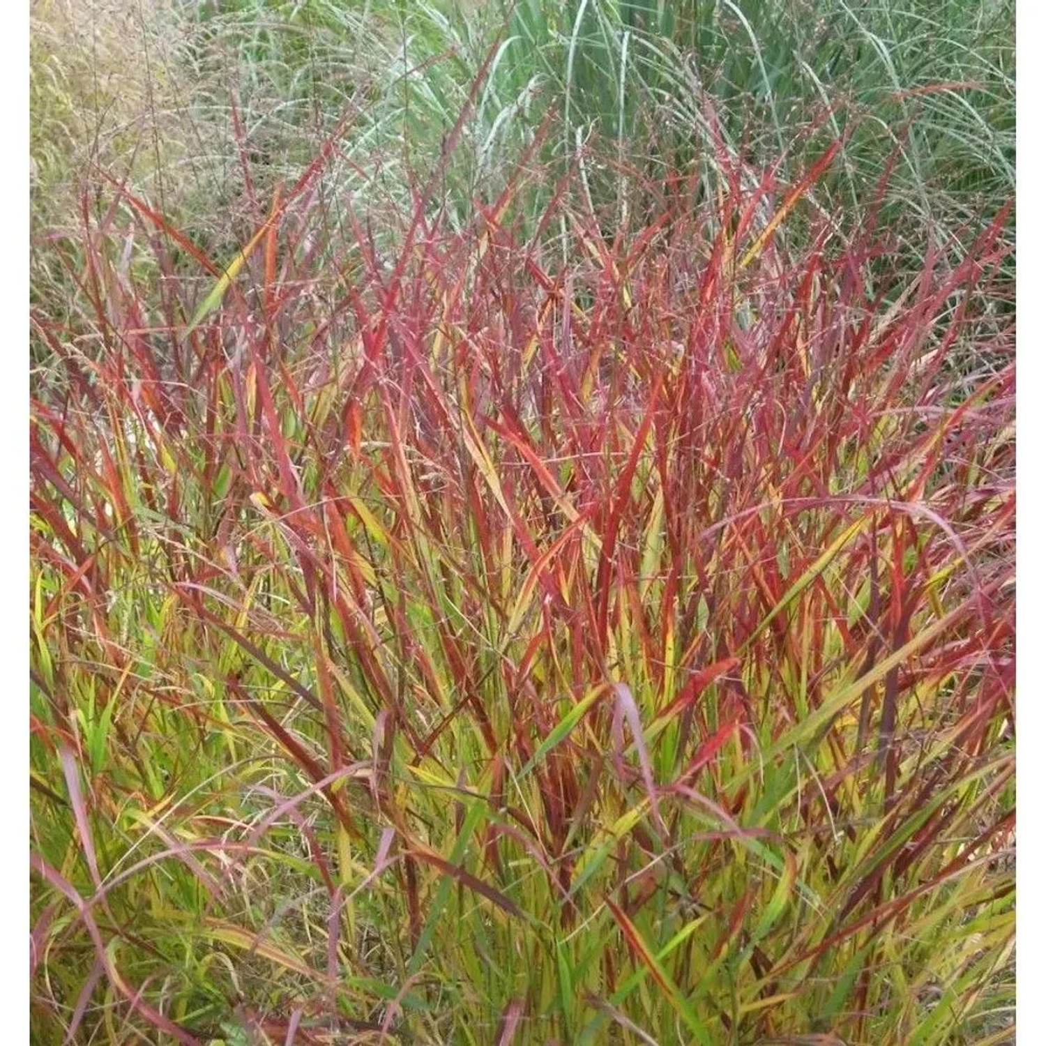 Rutenhirse Hot Rod - großer Topf - Panicum virgatum