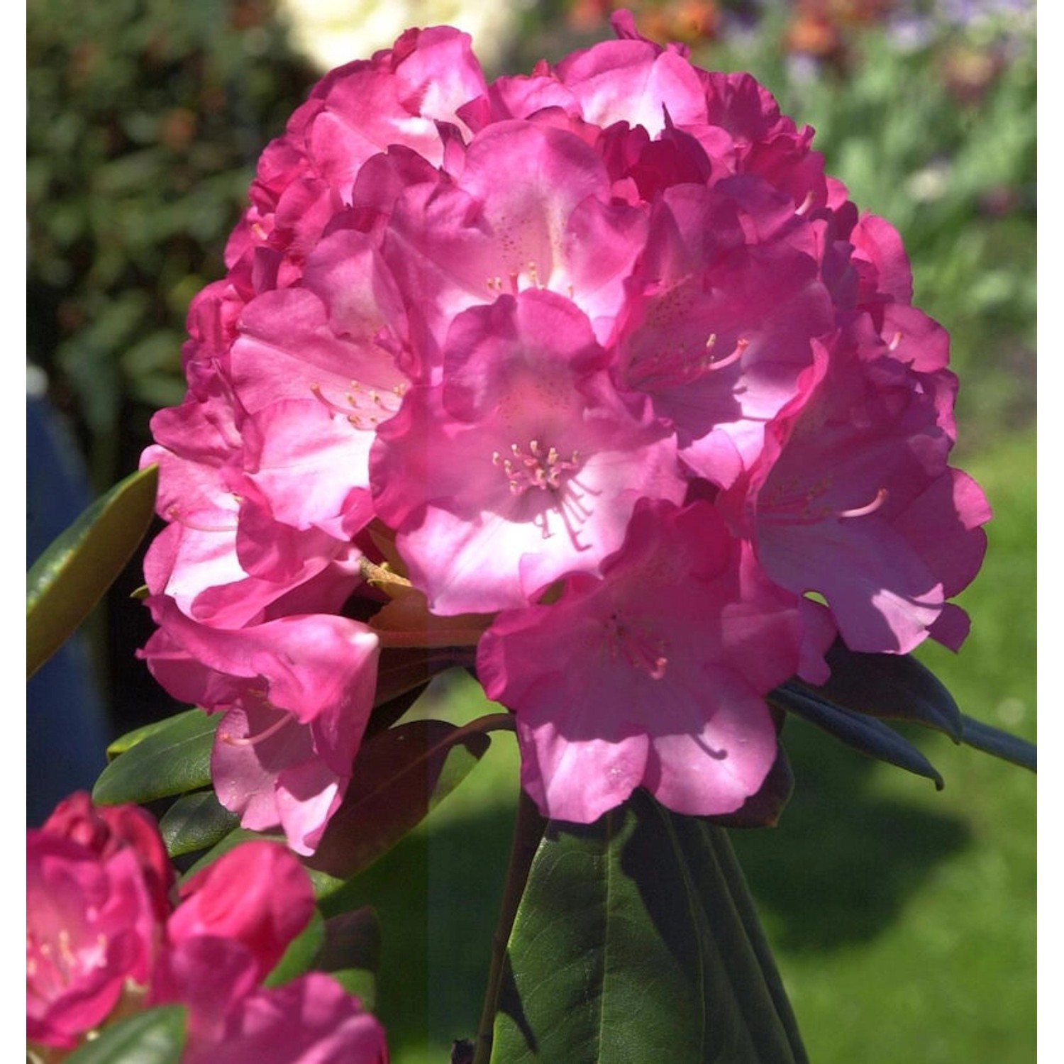 INKARHO - Rhododendron Fantastica 15-20cm - Alpenrose günstig online kaufen