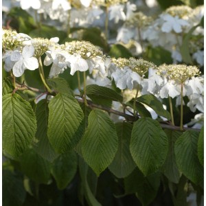 Nahaufnahme des Etagen-Schneeballs Mariesii (Viburnum plicatum) mit weißen Blüten und grünen Blättern.